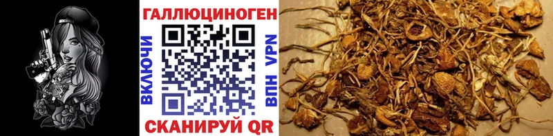 наркошоп  Вичуга  Псилоцибиновые грибы GOLDEN TEACHER 